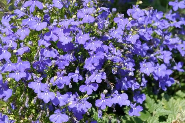 六倍利，花量比满天星多，这些知识掌握好，轻松开半年一开就爆盆