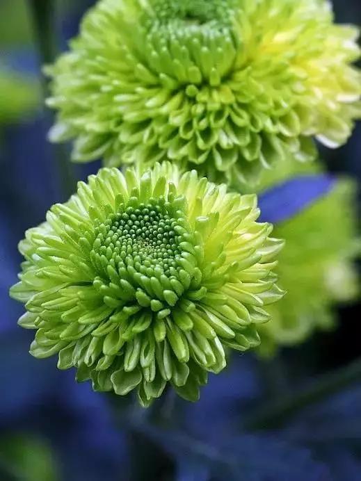 极品菊花欣赏,太美了 极品菊花欣赏,太美了