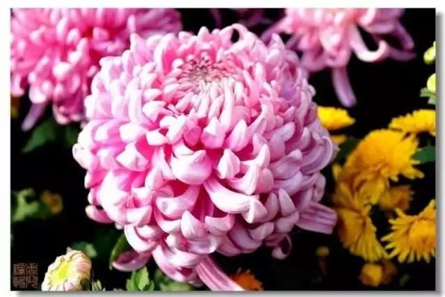 极品菊花欣赏,太美了 极品菊花欣赏,太美了