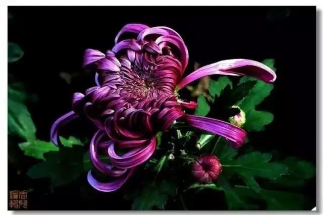 极品菊花欣赏,太美了 极品菊花欣赏,太美了