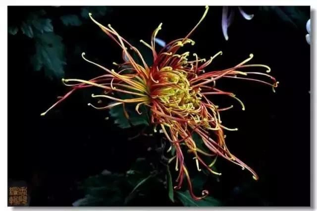 极品菊花欣赏,太美了 极品菊花欣赏,太美了