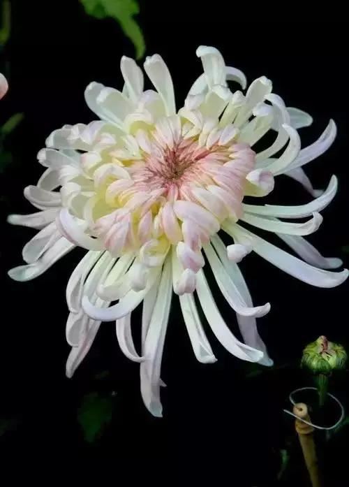 极品菊花欣赏,太美了 极品菊花欣赏,太美了