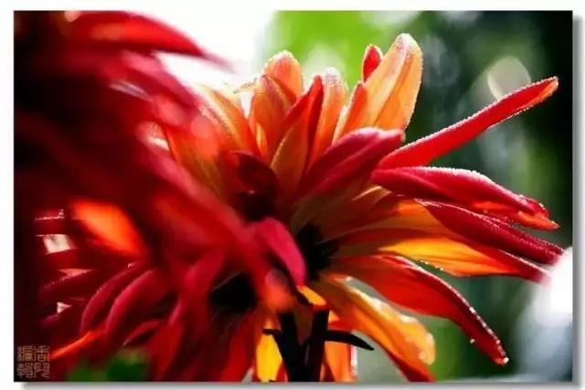 极品菊花欣赏,太美了 极品菊花欣赏,太美了