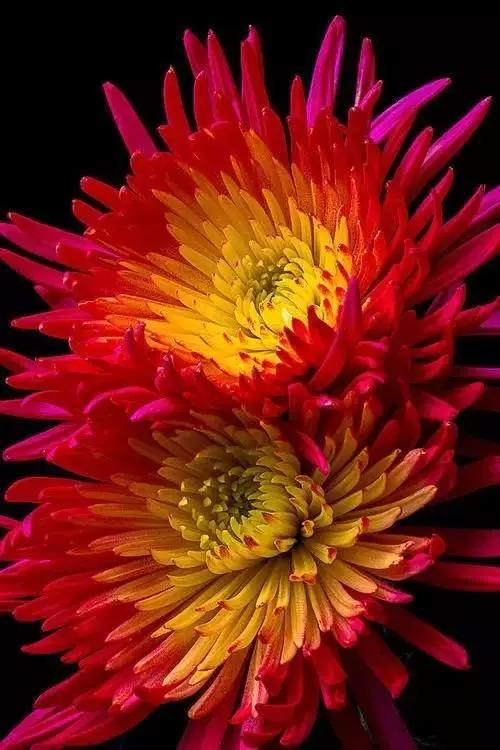 极品菊花欣赏,太美了 极品菊花欣赏,太美了