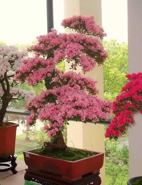 花中西施,太美了 花中西施,太美了