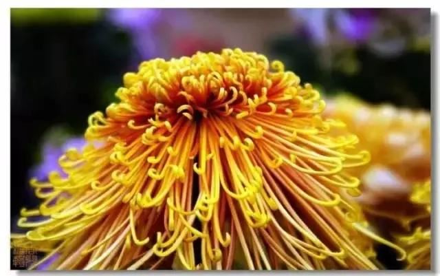 极品菊花欣赏,太美了 极品菊花欣赏,太美了