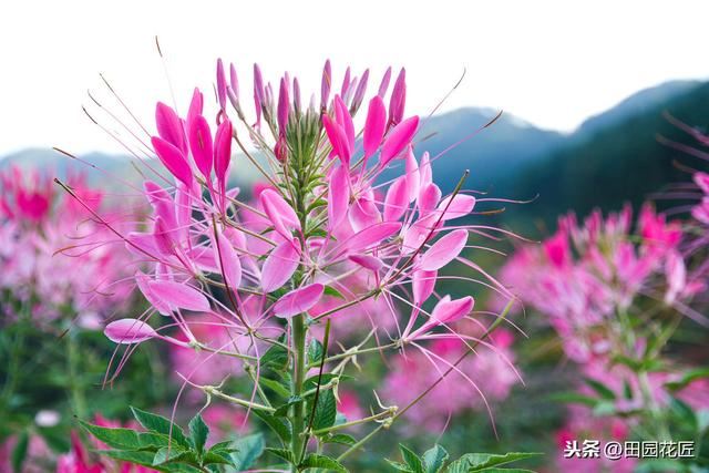 醉蝶花,株型高大,只能地栽?家庭盆栽这样养护,一样花开繁多 醉蝶花,株型高大,只能地栽?家庭盆栽这样养护,一样花开繁多