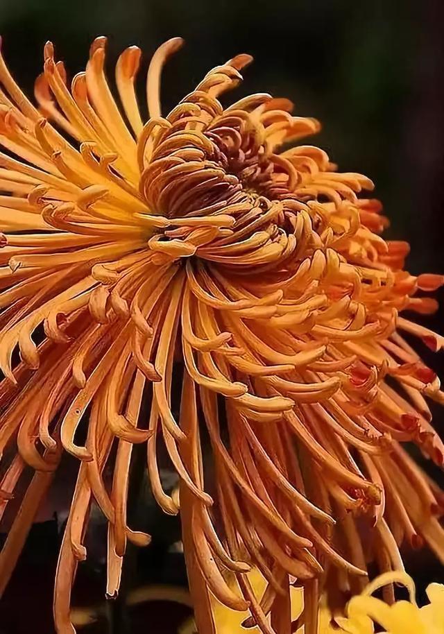 极品菊花欣赏,太美了 极品菊花欣赏,太美了