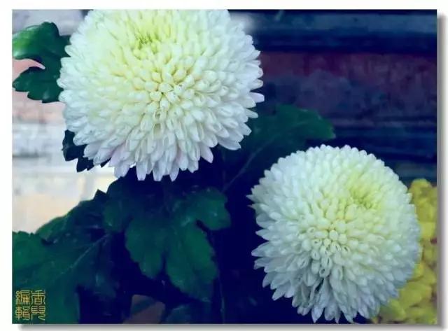 极品菊花欣赏,太美了 极品菊花欣赏,太美了