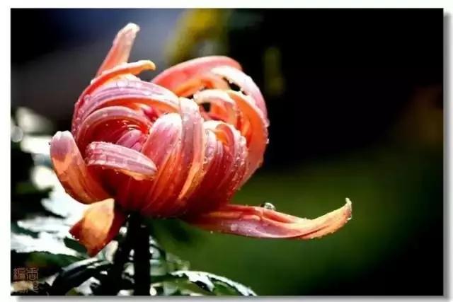 极品菊花欣赏,太美了 极品菊花欣赏,太美了