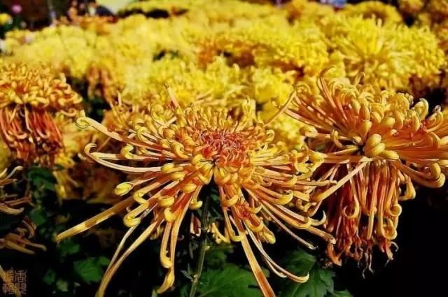 极品菊花欣赏,太美了 极品菊花欣赏,太美了