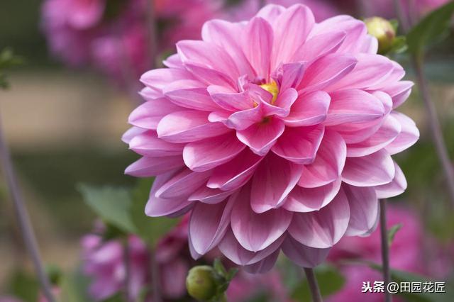 大丽花,栽培养护技巧!掌握这几点,花量多,花朵大,花色艳丽 大丽花,栽培养护技巧!掌握这几点,花量多,花朵大,花色艳丽