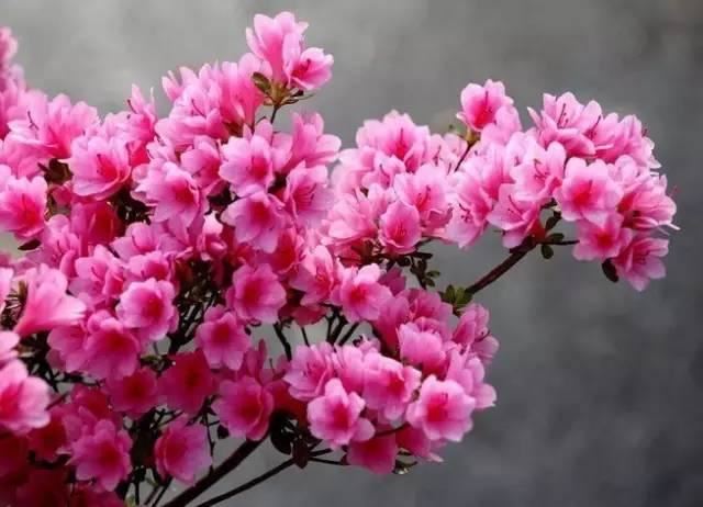 花中西施,太美了 花中西施,太美了