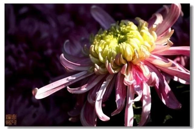 极品菊花欣赏,太美了 极品菊花欣赏,太美了