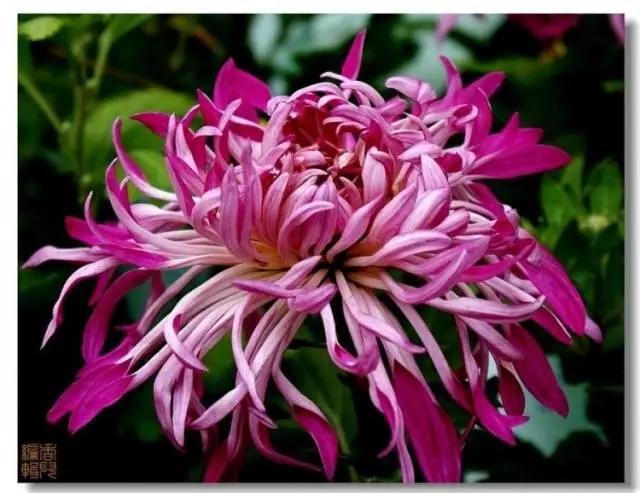 极品菊花欣赏,太美了 极品菊花欣赏,太美了