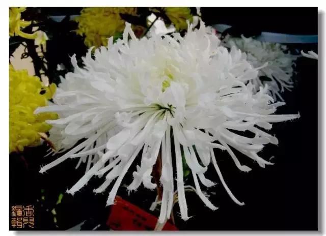 极品菊花欣赏,太美了 极品菊花欣赏,太美了