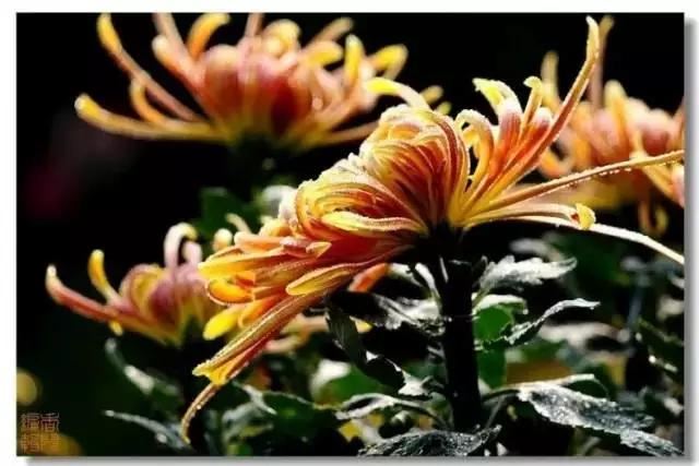 极品菊花欣赏,太美了 极品菊花欣赏,太美了