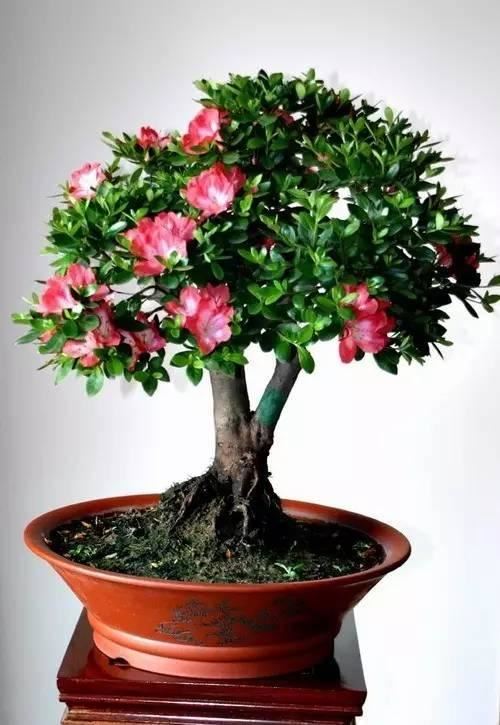 花中西施,太美了 花中西施,太美了