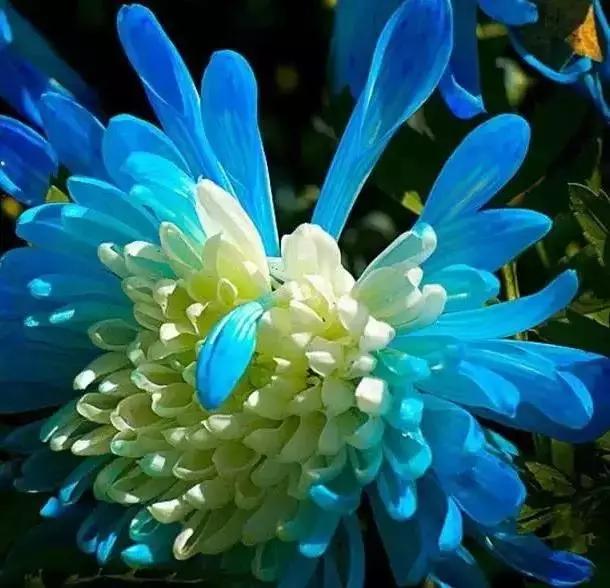 极品菊花欣赏,太美了 极品菊花欣赏,太美了