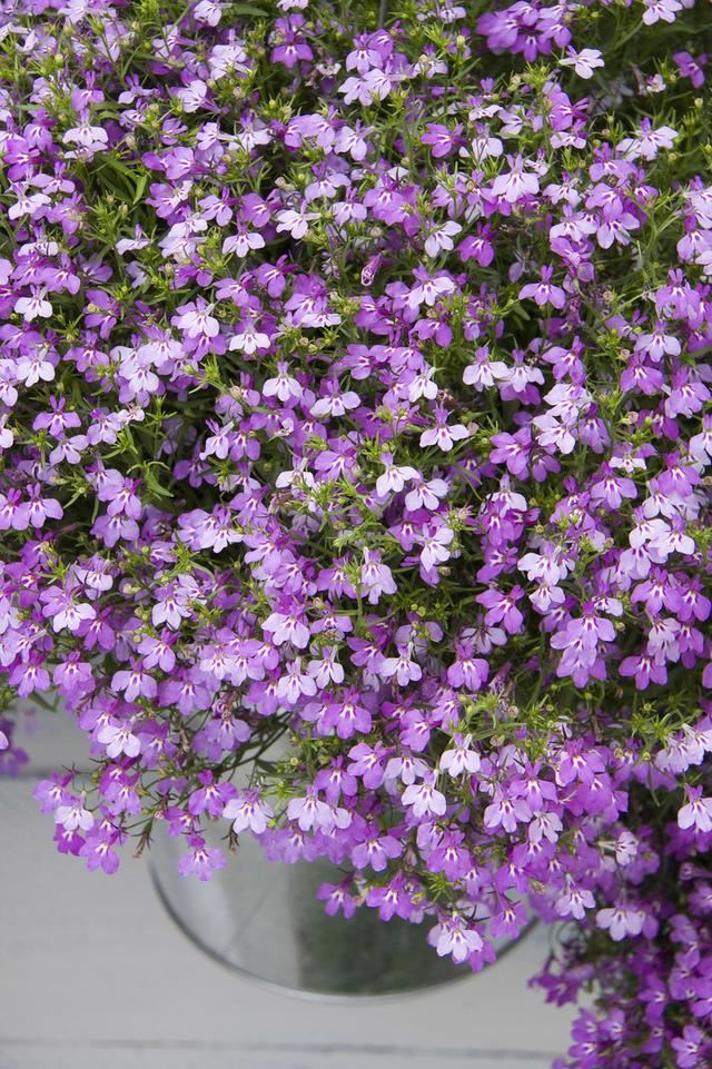 六倍利，花量比满天星多，这些知识掌握好，轻松开半年一开就爆盆