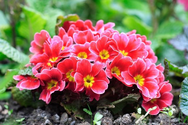 “报春花”色多花艳好打理,做好这“5点”,春节爆满盆 “报春花”色多花艳好打理,做好这“5点”,春节爆满盆