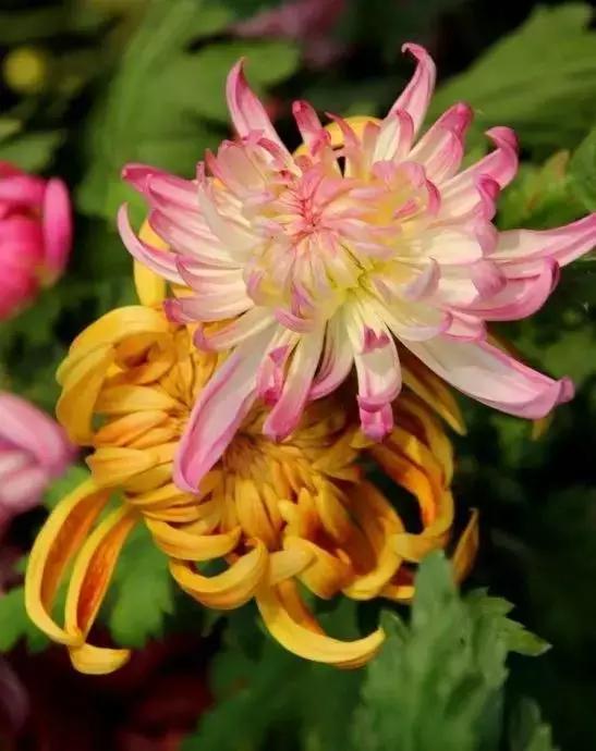 极品菊花欣赏,太美了 极品菊花欣赏,太美了