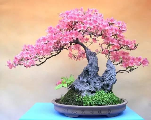 花中西施,太美了 花中西施,太美了