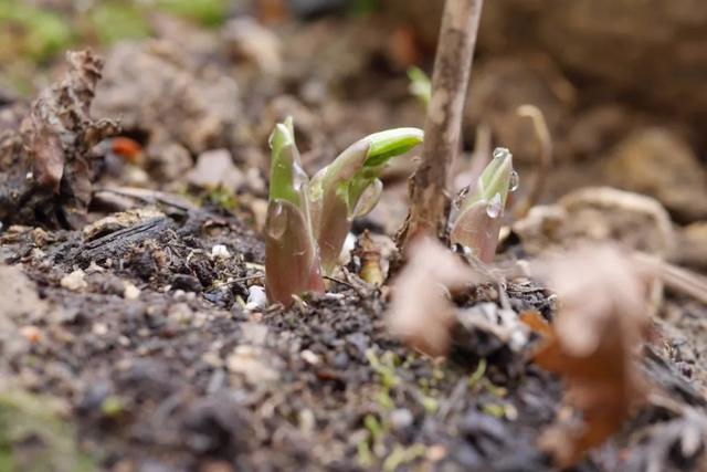 庭院设计师的庭院会做成什么样? 庭院设计师的庭院会做成什么样?