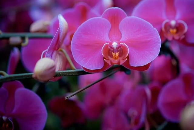 阎良第一场紫色花海 把“春天”带回家哦......