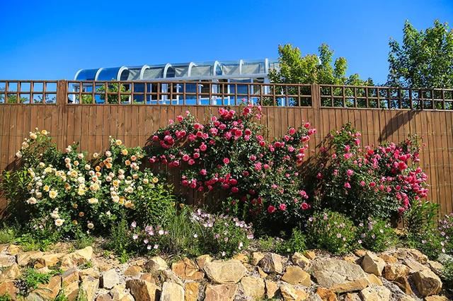 从基建到植物，2年造一个2000平花园