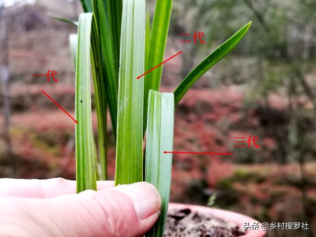 种植兰花，怎样才算成功？不是开花，而是复壮
