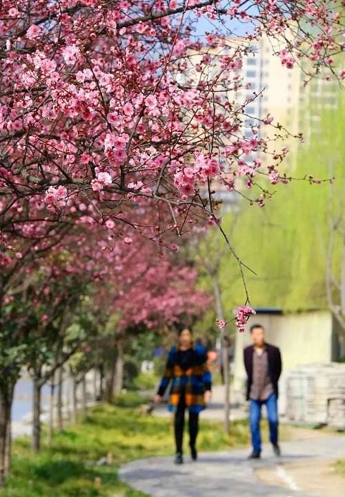 桃红丰阳城，先来云赏春，疫情过后再一起撒欢儿