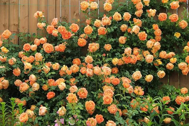 从基建到植物，2年造一个2000平花园