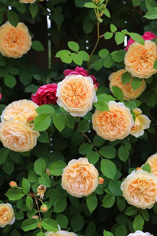 从基建到植物，2年造一个2000平花园