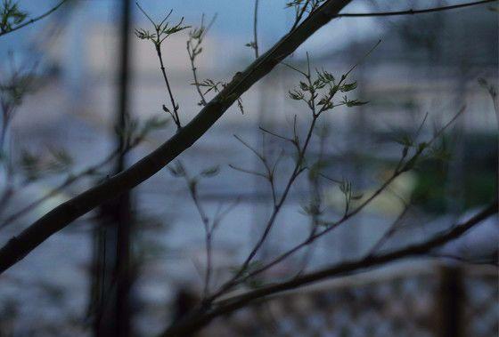 庭院设计师的庭院会做成什么样? 庭院设计师的庭院会做成什么样?