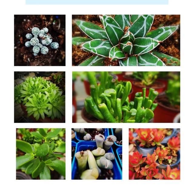 阎良第一场紫色花海 把“春天”带回家哦......