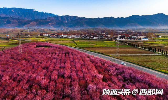 春天里的陕西 | 乍暖还寒 陕西勉县千棵美人梅与百亩油菜花竞春光 春天里的陕西 | 乍暖还寒 陕西勉县千棵美人梅与百亩油菜花竞春光
