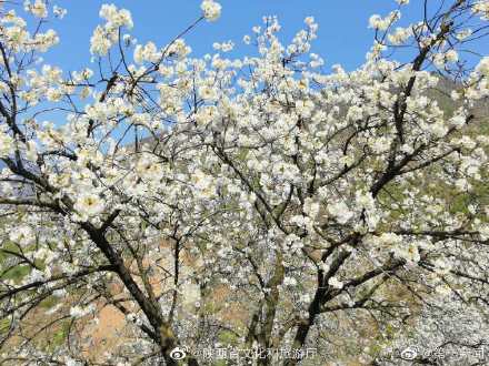 阳春三月漫川关樱花烂漫时 阳春三月漫川关樱花烂漫时