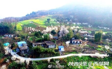 春天里的陕西丨白河县樱桃花开 春意浓