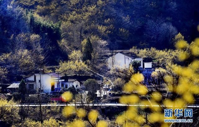 秦岭深处十万亩山茱萸盛开 秦岭深处十万亩山茱萸盛开