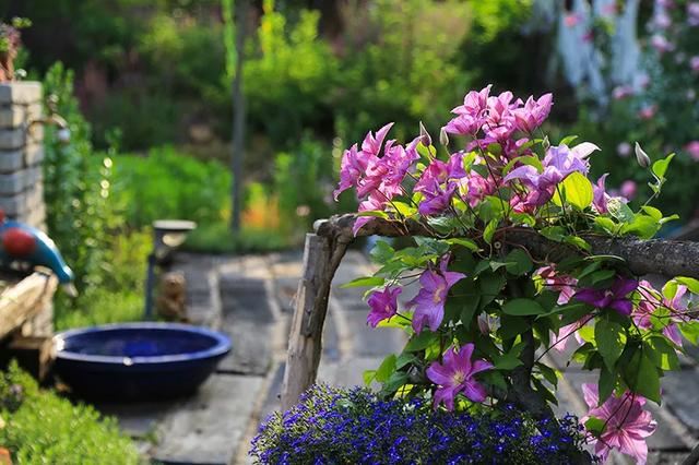 从基建到植物，2年造一个2000平花园