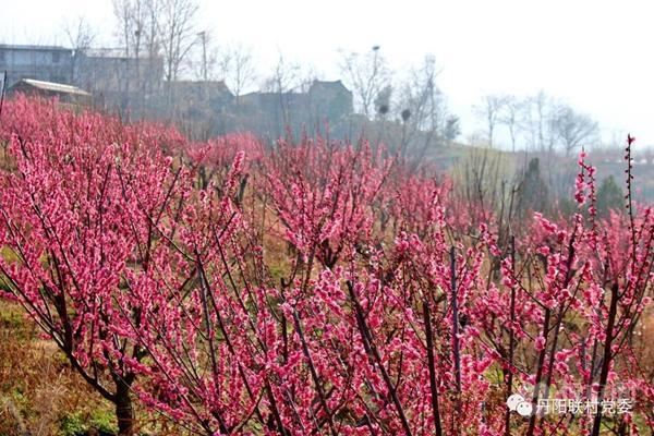 千亩红梅迎春绽放,周至龙阳沟里馨香怡人 千亩红梅迎春绽放,周至龙阳沟里馨香怡人