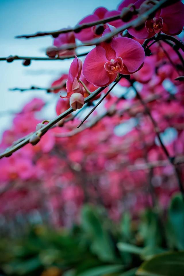 阎良第一场紫色花海 把“春天”带回家哦......