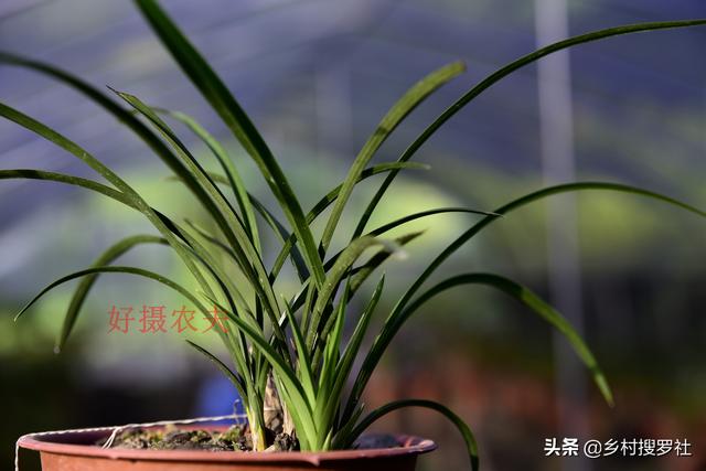 种植兰花，怎样才算成功？不是开花，而是复壮