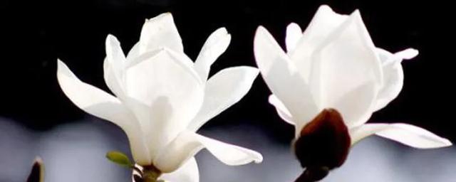 鲜枝无叶只开花，白玉兰娇一树华