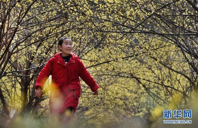 秦岭深处十万亩山茱萸盛开 秦岭深处十万亩山茱萸盛开