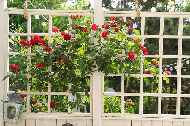 从基建到植物，2年造一个2000平花园