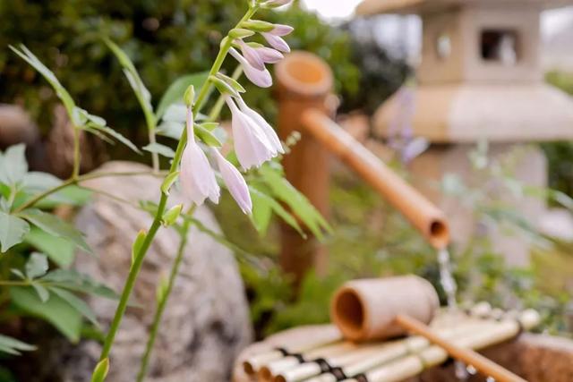 庭院设计师的庭院会做成什么样? 庭院设计师的庭院会做成什么样?