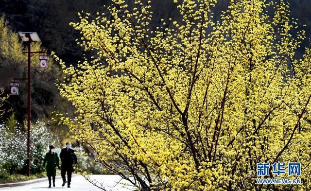 秦岭深处十万亩山茱萸盛开 秦岭深处十万亩山茱萸盛开