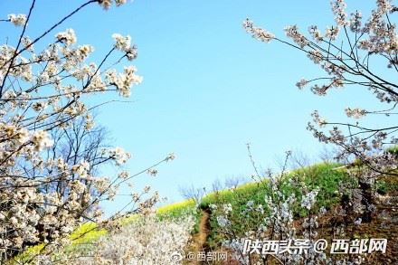 春天里的陕西丨白河县樱桃花开 春意浓